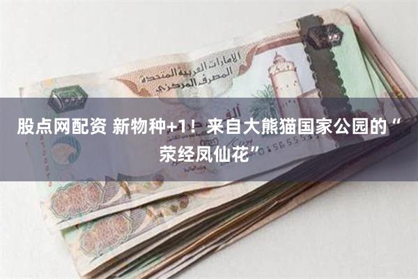 股点网配资 新物种+1！来自大熊猫国家公园的“荥经凤仙花”